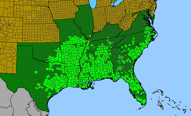 The range of Berchemia scandens